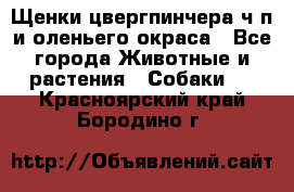 Щенки цвергпинчера ч/п и оленьего окраса - Все города Животные и растения » Собаки   . Красноярский край,Бородино г.